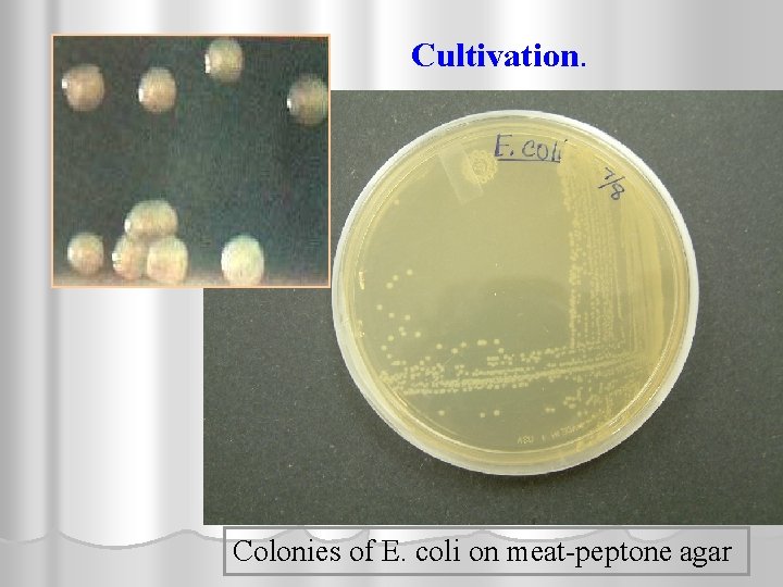 Cultivation. Colonies of E. coli on meat-peptone agar 