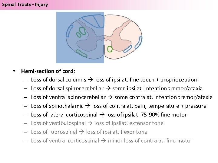 Spinal Tracts - Injury • Hemi-section of cord: – Loss of dorsal columns loss