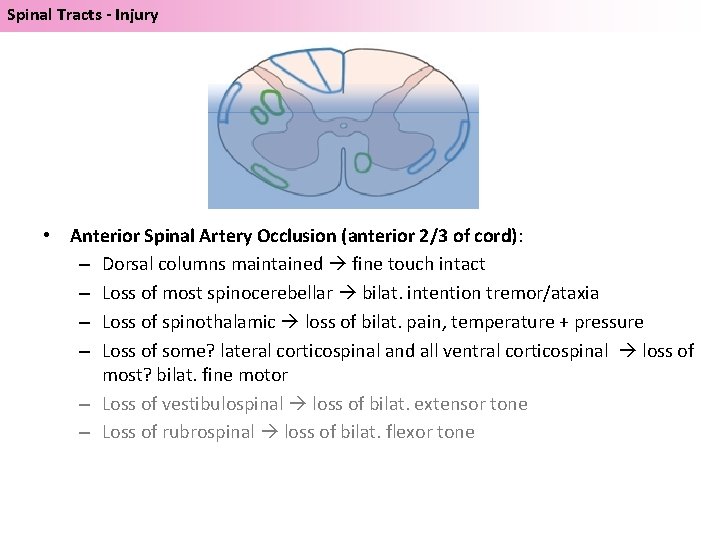 Spinal Tracts - Injury • Anterior Spinal Artery Occlusion (anterior 2/3 of cord): –