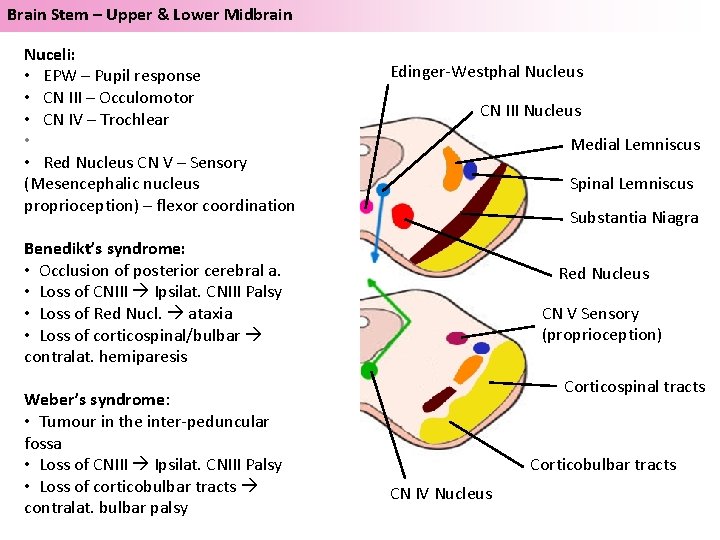 Brain Stem – Upper & Lower Midbrain Nuceli: • EPW – Pupil response •