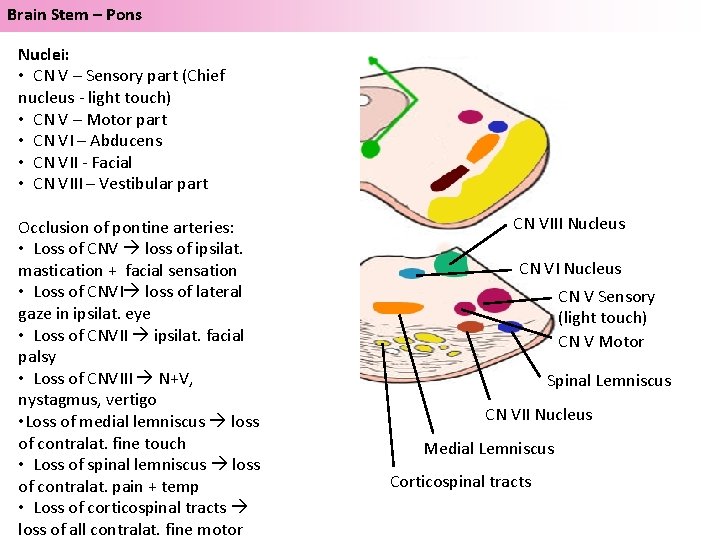 Brain Stem – Pons Nuclei: • CN V – Sensory part (Chief nucleus -