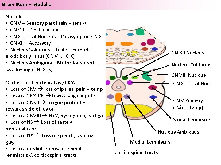 Brain Stem – Medulla Nuclei: • CN V – Sensory part (pain + temp)