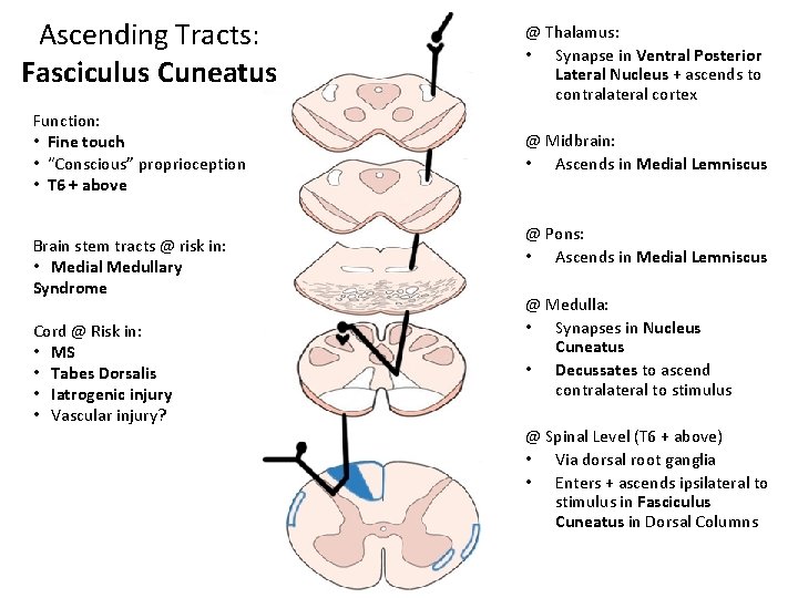 Ascending Tracts: Fasciculus Cuneatus Function: • Fine touch • “Conscious” proprioception • T 6