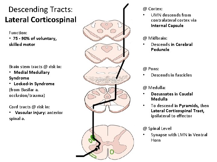 Descending Tracts: Lateral Corticospinal Function: • 75 - 90% of voluntary, skilled motor Brain