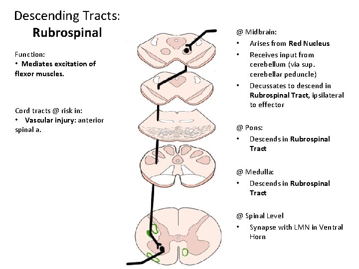 Descending Tracts: Rubrospinal Function: • Mediates excitation of flexor muscles. Cord tracts @ risk