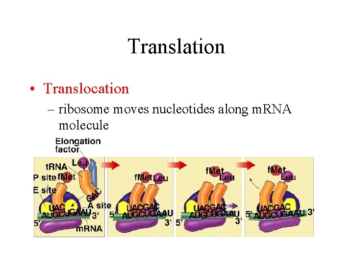 Translation • Translocation – ribosome moves nucleotides along m. RNA molecule 