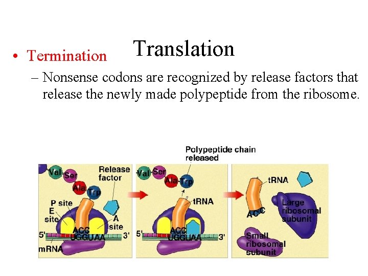  • Termination Translation – Nonsense codons are recognized by release factors that release