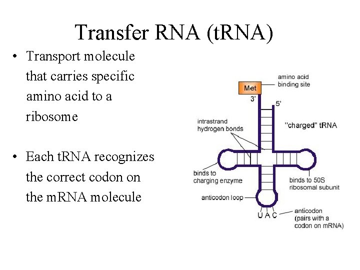 Transfer RNA (t. RNA) • Transport molecule that carries specific amino acid to a