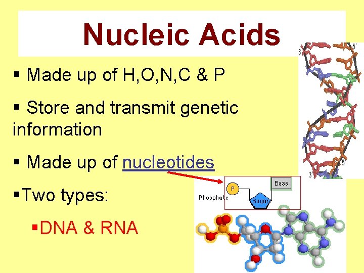 Nucleic Acids § Made up of H, O, N, C & P § Store