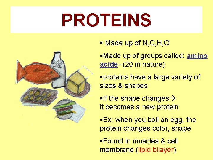 PROTEINS § Made up of N, C, H, O §Made up of groups called: