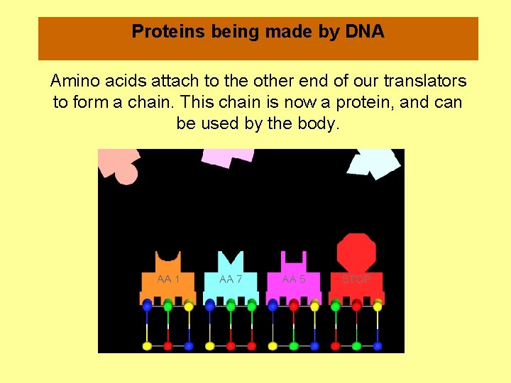  Proteins being made by DNA Amino acids attach to the other end of