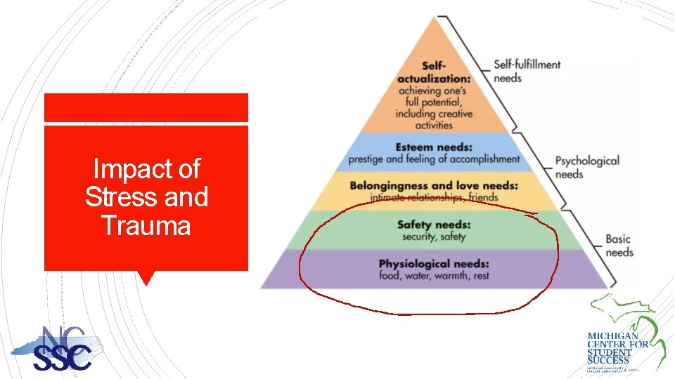 Impact of Stress and Trauma 