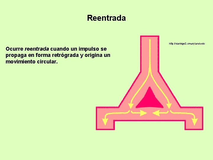 Reentrada http: //davidge 2. umaryland. edu Ocurre reentrada cuando un impulso se propaga en