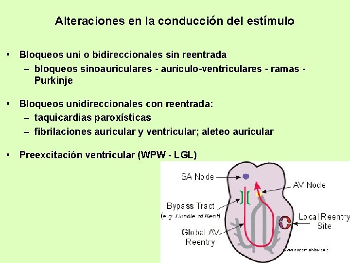 Alteraciones en la conducción del estímulo • Bloqueos uni o bidireccionales sin reentrada –