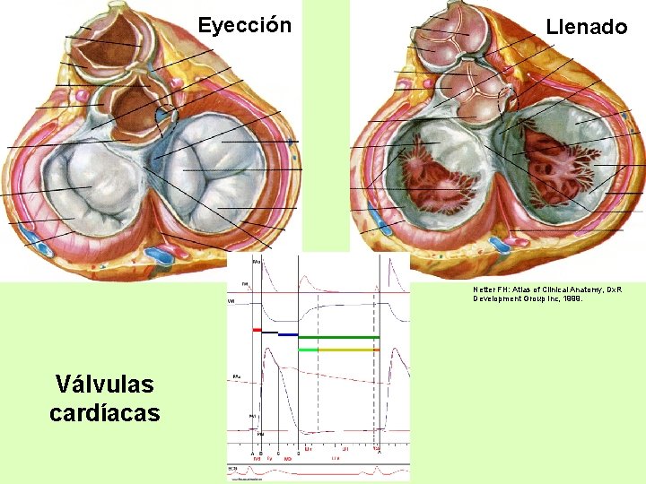 Eyección Llenado Netter FH: Atlas of Clinical Anatomy, Dx. R Development Group Inc, 1999.