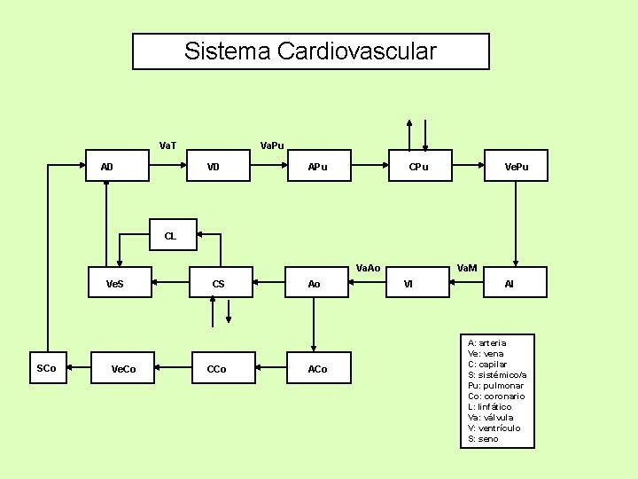 Sistema Cardiovascular Va. T AD Va. Pu VD APu CPu Ve. Pu CL Va.