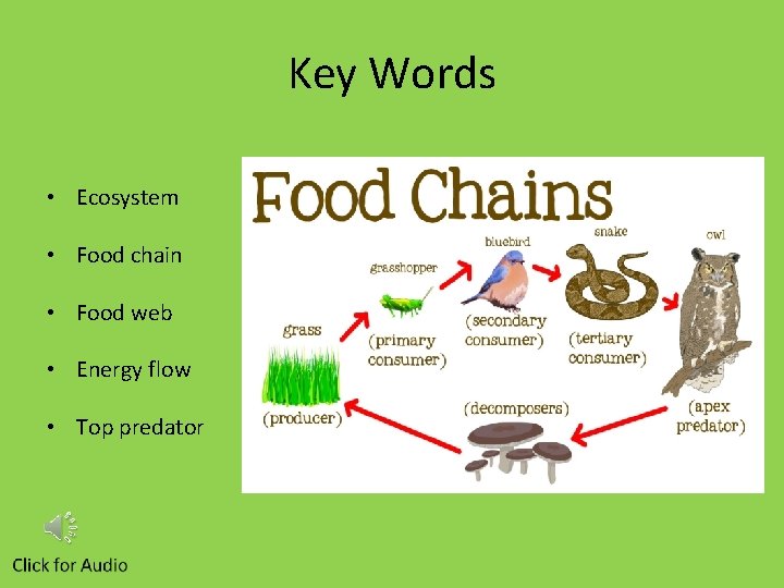 Key Words • Ecosystem • Food chain • Food web • Energy flow •