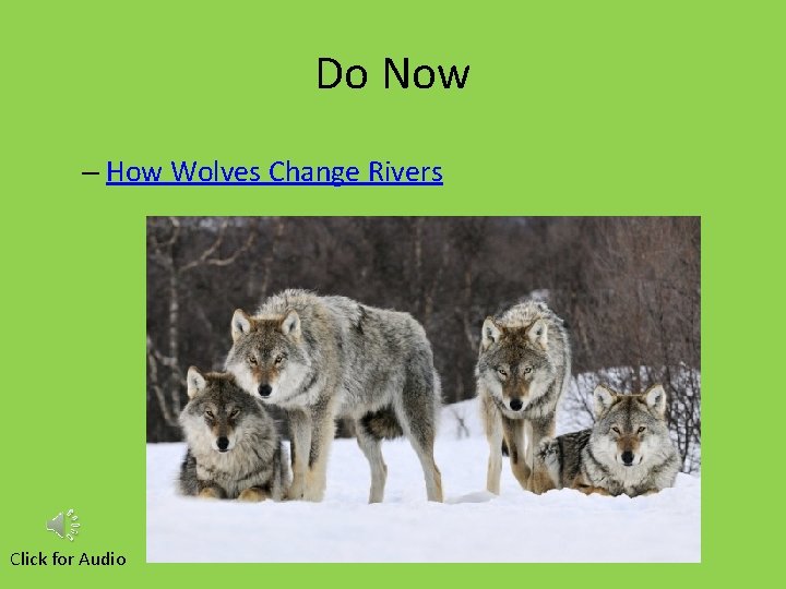 Do Now – How Wolves Change Rivers Click for Audio 