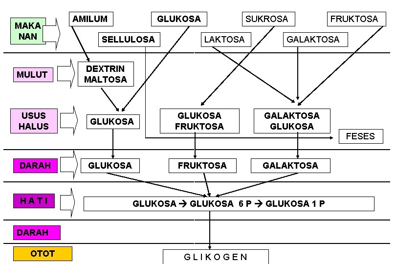 AMILUM GLUKOSA SUKROSA FRUKTOSA MAKA NAN SELLULOSA LAKTOSA GALAKTOSA ________________________________________ MULUT USUS HALUS DEXTRIN