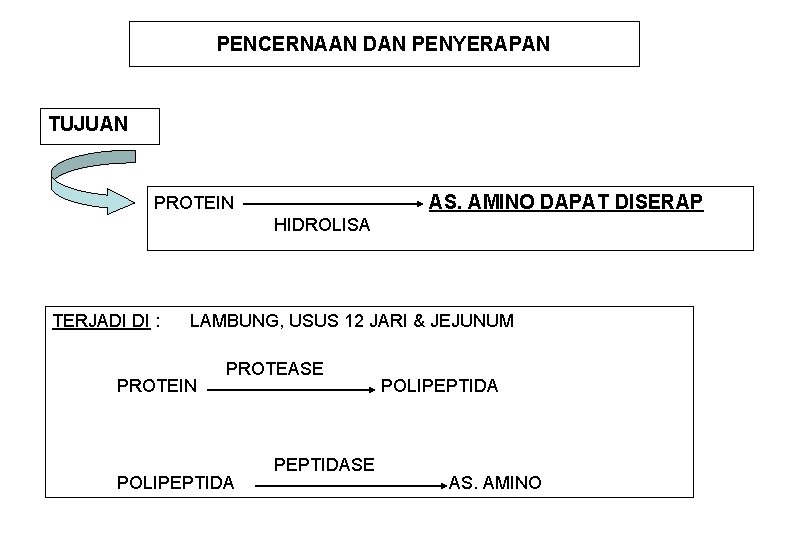 PENCERNAAN DAN PENYERAPAN TUJUAN AS. AMINO DAPAT DISERAP PROTEIN HIDROLISA TERJADI DI : LAMBUNG,