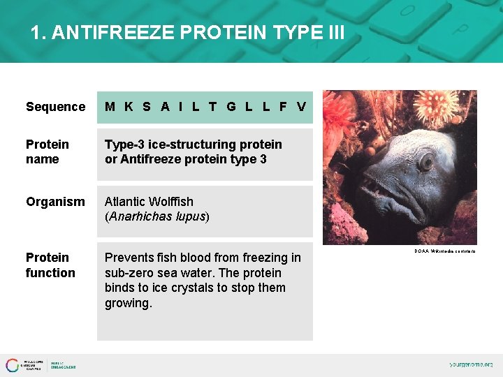 1. ANTIFREEZE PROTEIN TYPE III Sequence M K S A I L T G