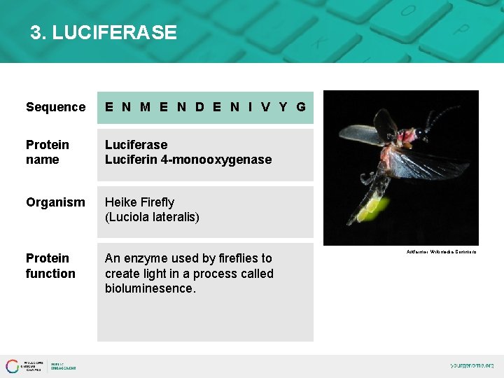 3. LUCIFERASE Sequence E N M E N D E N I V Y
