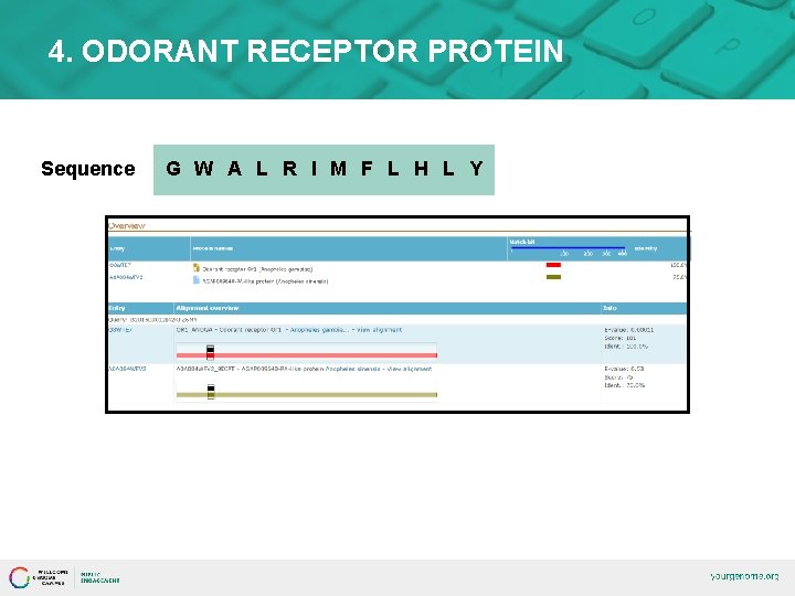 4. ODORANT RECEPTOR PROTEIN Sequence G W A L R I M F L
