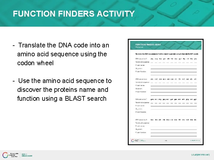 FUNCTION FINDERS ACTIVITY - Translate the DNA code into an amino acid sequence using