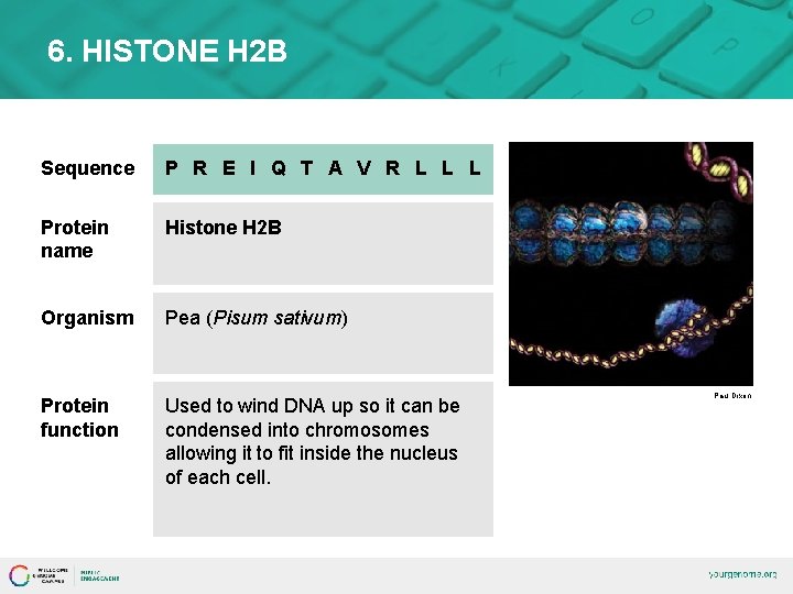 6. HISTONE H 2 B Sequence P R E I Q T A V