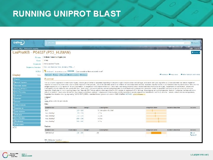 RUNNING UNIPROT BLAST 