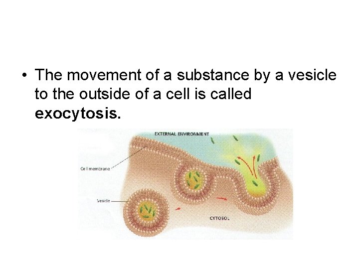  • The movement of a substance by a vesicle to the outside of