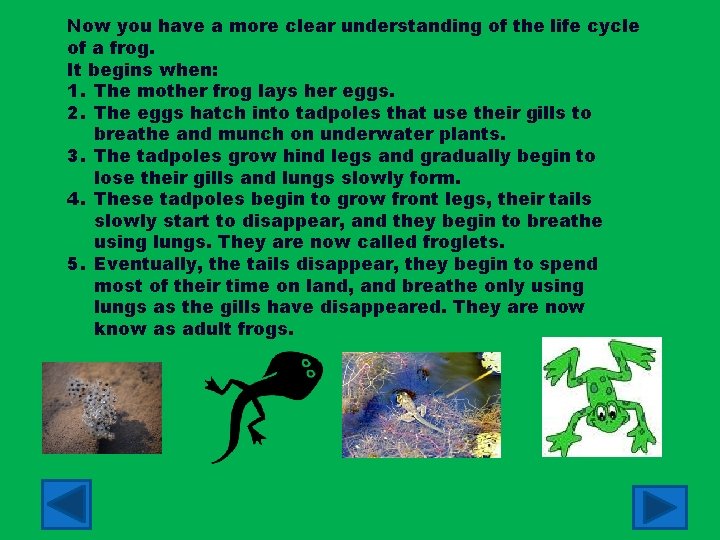 Now you have a more clear understanding of the life cycle of a frog.