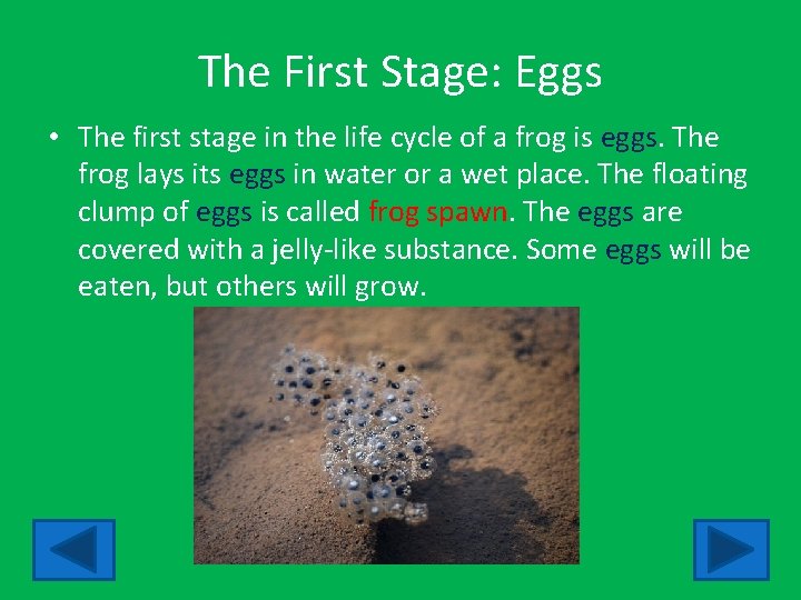 The First Stage: Eggs • The first stage in the life cycle of a