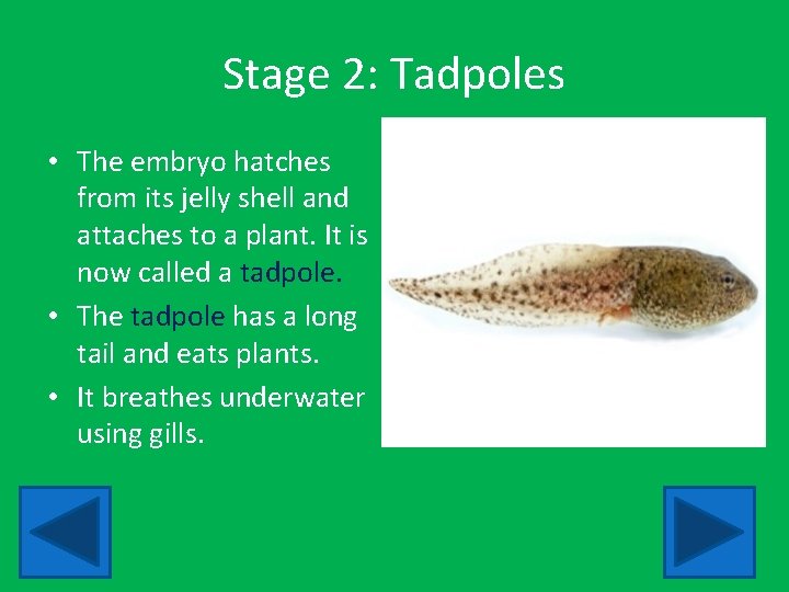 Stage 2: Tadpoles • The embryo hatches from its jelly shell and attaches to