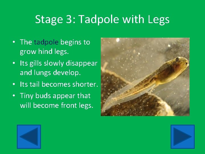 Stage 3: Tadpole with Legs • The tadpole begins to grow hind legs. •