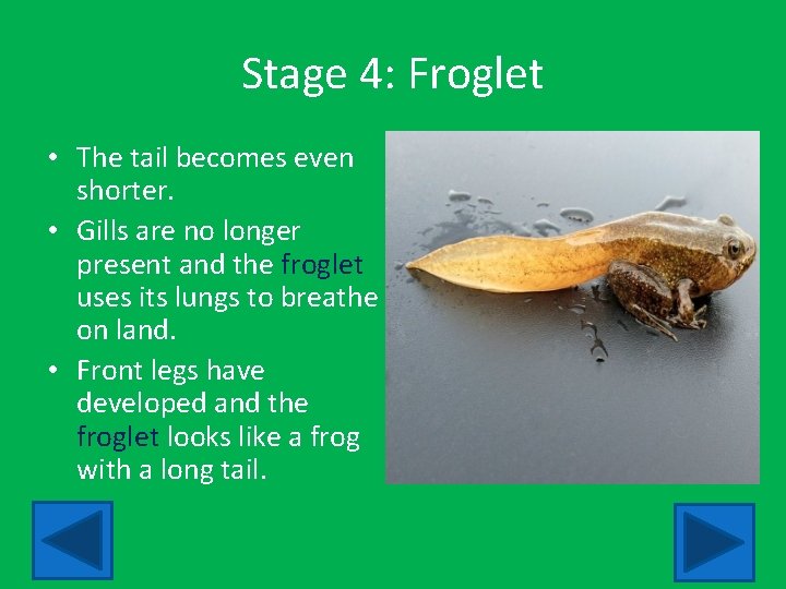Stage 4: Froglet • The tail becomes even shorter. • Gills are no longer