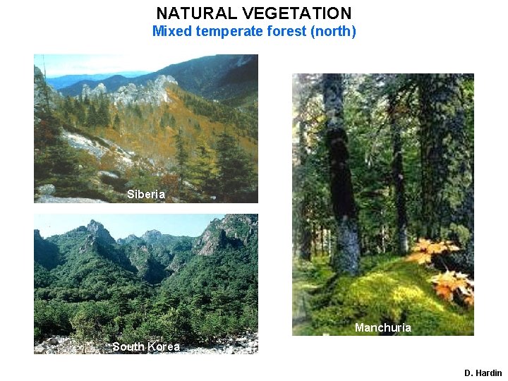 NATURAL VEGETATION Mixed temperate forest (north) Siberia Manchuria South Korea D. Hardin 