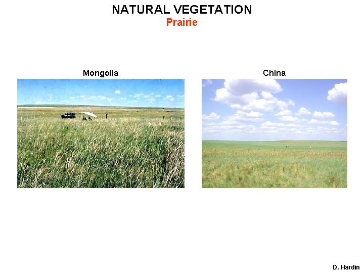 NATURAL VEGETATION Prairie Mongolia China D. Hardin 