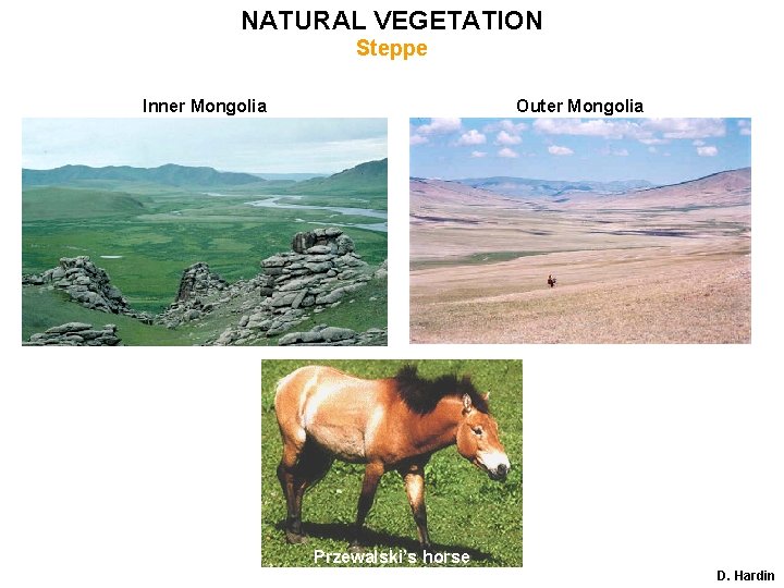 NATURAL VEGETATION Steppe Inner Mongolia Outer Mongolia Przewalski’s horse D. Hardin 