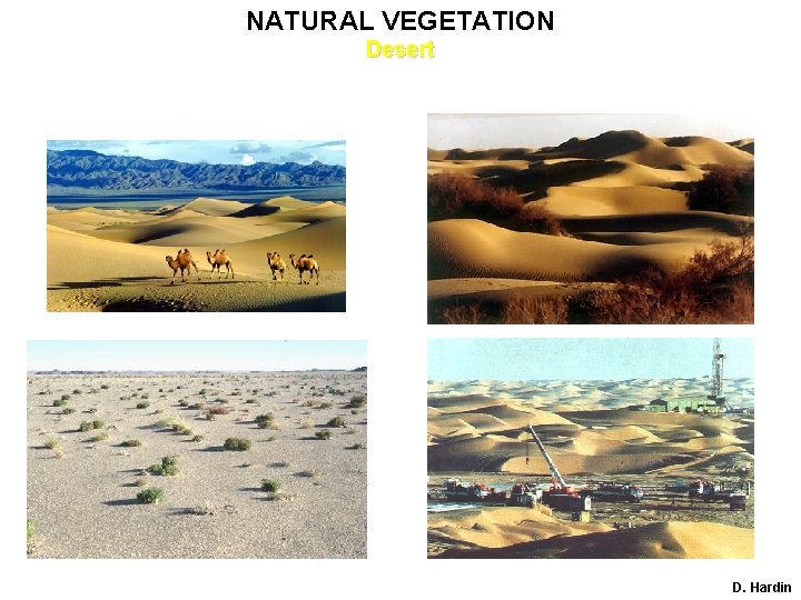 NATURAL VEGETATION Desert D. Hardin 