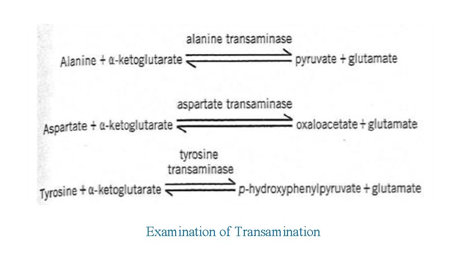 Examination of Transamination 