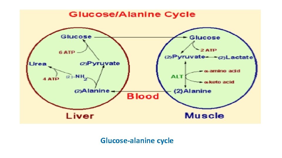 Glucose-alanine cycle 