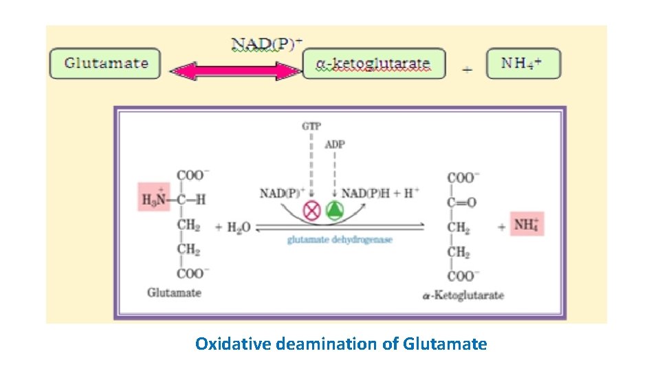 Oxidative deamination of Glutamate 