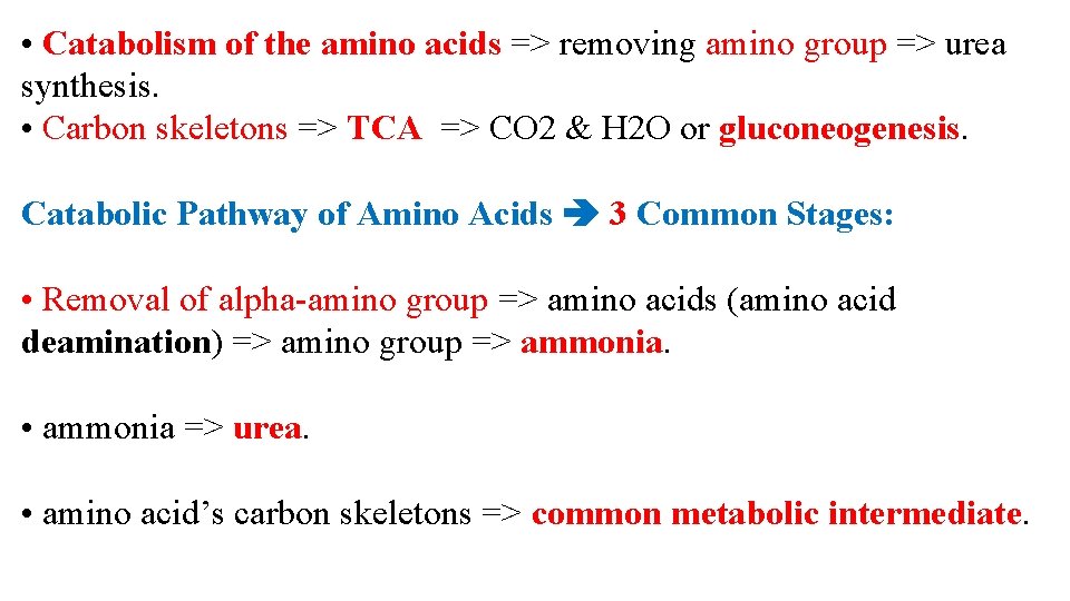  • Catabolism of the amino acids => removing amino group => urea synthesis.