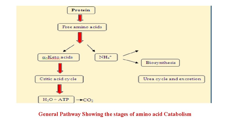 General Pathway Showing the stages of amino acid Catabolism 