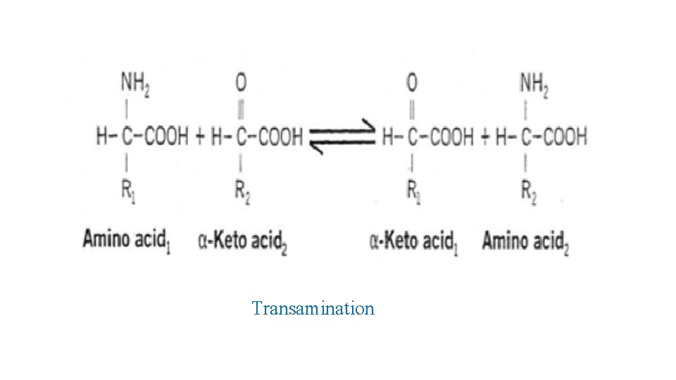 Transamination 