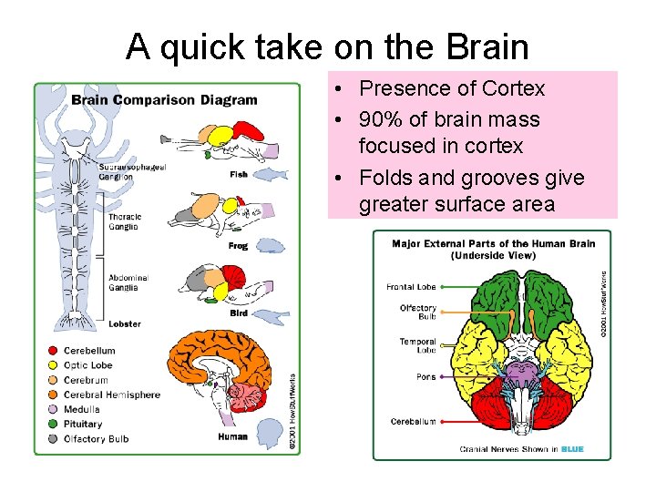 A quick take on the Brain • Presence of Cortex • 90% of brain