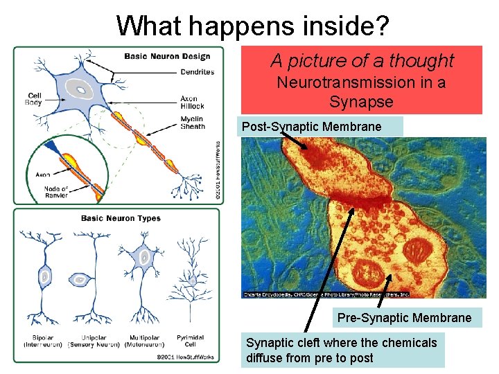 What happens inside? A picture of a thought Neurotransmission in a Synapse Post-Synaptic Membrane