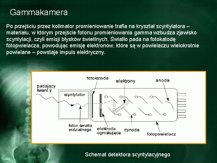 Gammakamera Po przejściu przez kolimator promieniowanie trafia na kryształ scyntylatora – materiału, w którym