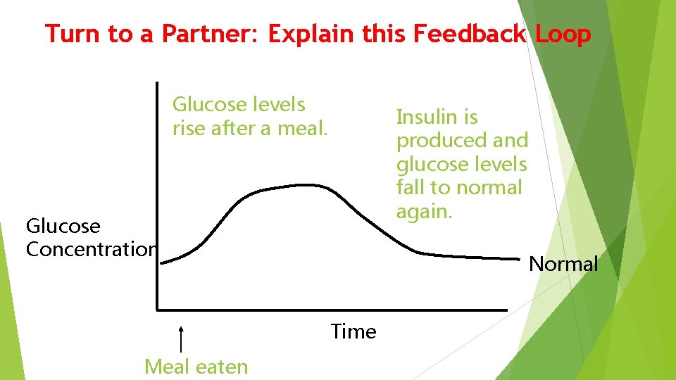 Turn to a Partner: Explain this Feedback Loop Glucose levels rise after a meal.